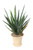 Yucca in Beige Planter