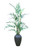 10' Kentia Palm in Water Jar