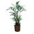 8' Kentia Palm with Ground Cover in a Basket