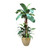 Banana Tree with Ground Cover in Sand Glazed Planter