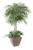 4' Ruscus Tree in Square Metal Contempo Planter