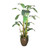 7' Banana Tree in Bronze Stoneware Pot