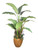 9' Traveler Palm in Stoneware Planter