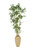 5.5' Bamboo in Tall Milu Earthenware Vase