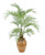 6.5' Areca Palm Tree in a Glazed Mocha Egg Pot