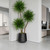8' Natural Blade Pom Pom In Black Fiberstone Planter