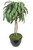 4' Mango Tree In Black Glazed Pot