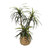 Yucca Tree in Gold Container