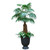 8' Fan Palm with Ground Cover in Black Bean Finish Concrete Container