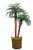 8' Phoenix Palm Tree in 18" Light Stained Round Basket