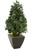 4.5' Laurel Pear-Shaped Topiary in Graphite Metal Contempo Planter
