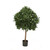 3.5' Sweet Bay Single Ball Topiary In Plastic Liner