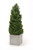 Boxwood Cone Topiary in Large Square Concrete Planter