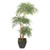5' Layered Ficus Tree In Square Planter