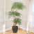 5' Layered Ficus Tree In Square Planter