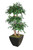 5' Layered Ficus Tree in Square Planter