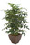 4' Fishtail Palm in Copper Planter
