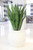 Sanserveria in White Stoneware Planter