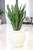 Sanserveria in White Stoneware Planter