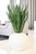 Sanserveria in White Stoneware Planter