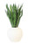 Sanserveria in White Stoneware Planter