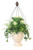 Kale Mixed with Maiden Hair Fern and Ivy in Cream Container