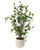 Elm Floor Plant in Large White Gabi Pot