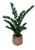 ZZ Plant in Medium Burnt Gold Gabi Pot