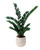 ZZ Plant in Large White Gabi Pot