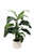 4' Tropical Foliage in White Gabi Vase