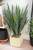 Yucca in Beige Square Planter