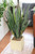 Yucca in Beige Square Planter