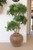 Ming Arailia Tree in Floor Planter
