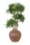 Ming Arailia Tree in Floor Planter