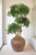 Ming Arailia Tree in Floor Planter