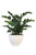 ZZ Plant in Oval Fiberstone Planter