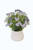 Forget Me Not in White Planter  (Set of 2)
