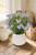 Forget Me Not in White Planter  (Set of 2)