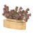 Sedum in Slim Gold Pot