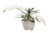 White Orchids In Tan abd White Pot