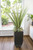 Pandanus and Succulent Garden in Tall Black Metal Planter