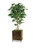 7' Deluxe Ficus Tree in Emery Planter