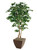 7' Deluxe Ficus Tree in Emery Planter