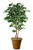 7' Deluxe Ficus Tree In Tuscan Brown Garden Pot