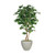 7' Deluxe Ficus Tree in Gray Planter