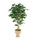 7' Deluxe Ficus Tree In Creamy Beige Planter