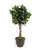 7.5' Fiddle Leaf Tree in  Black Stoneware Planter