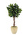 7.5' Fiddle Leaf Tree in  Black Stoneware Planter