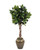 7.5' Fiddle Leaf Tree in Bronze Metal Water Jar