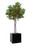 6' Fiddle Leaf Tree In Block Planter